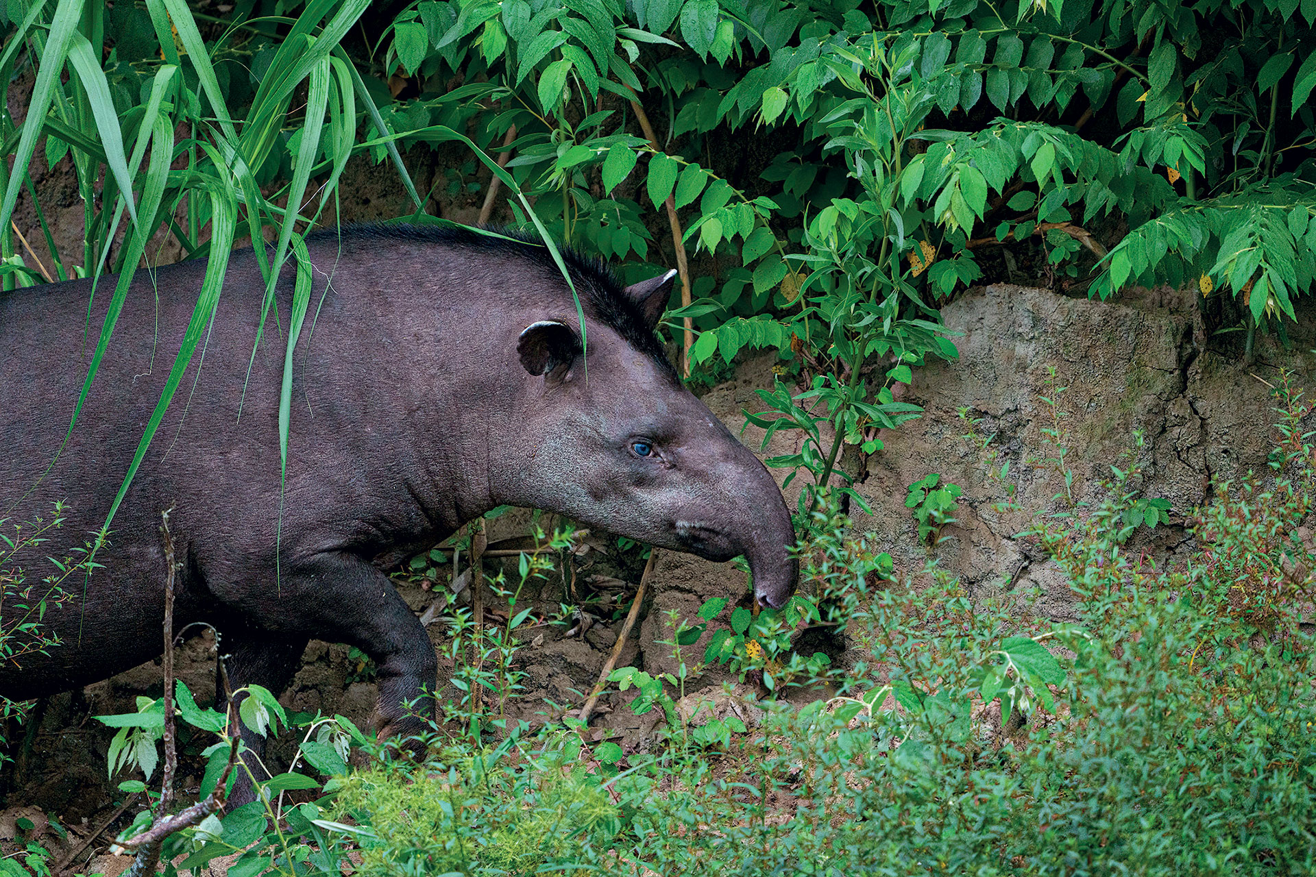 Μέσα στην πιο απομακρυσμένη ζούγκλα του Αμαζονίου-6