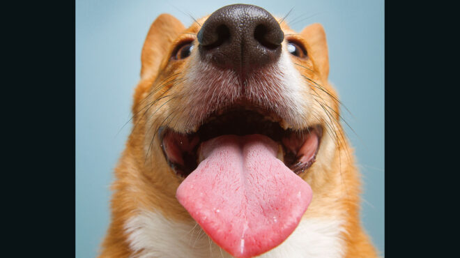 πώς-σχετίζεται-ο-σκύλος-σας-με-τη-δεξιά-562953283