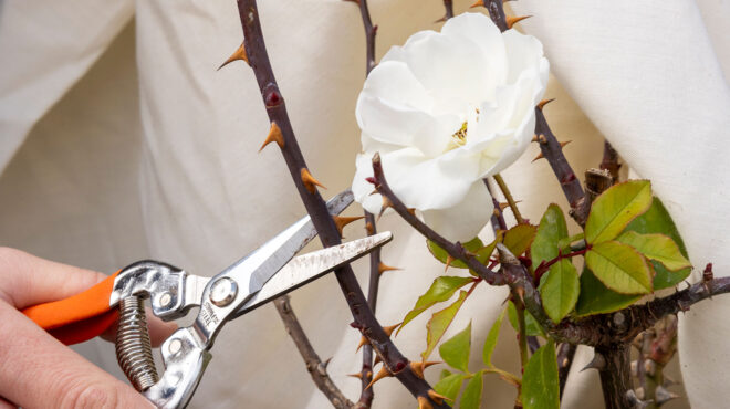 πώς-να-γεμίσετε-τον-κήπο-σας-τριαντάφυ-562932958