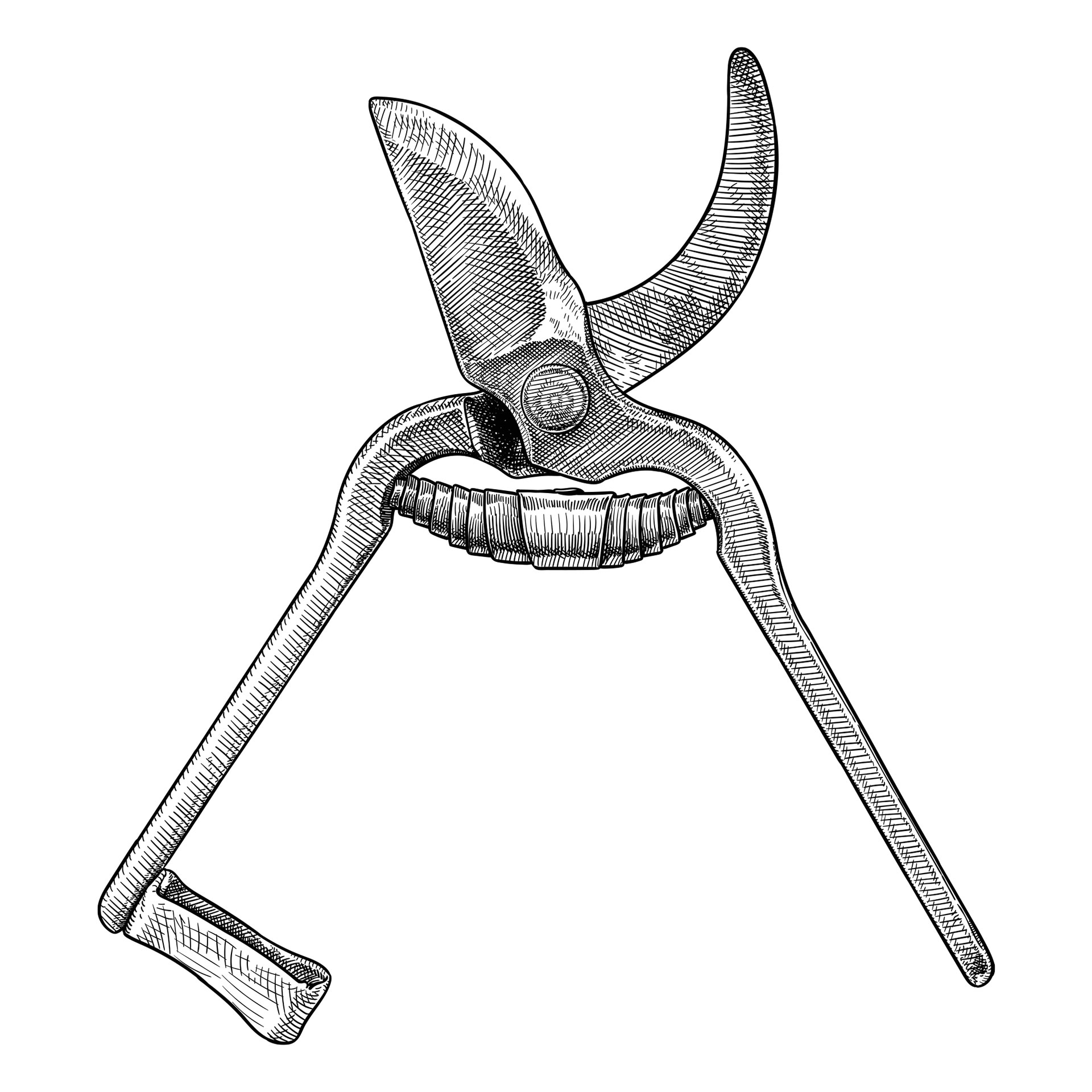 Πώς να γεμίσετε τον κήπο σας τριαντάφυλλα-1