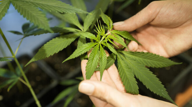 γερμανία-ξεκινά-το-πρόγραμμα-νομιμοπ-562957015