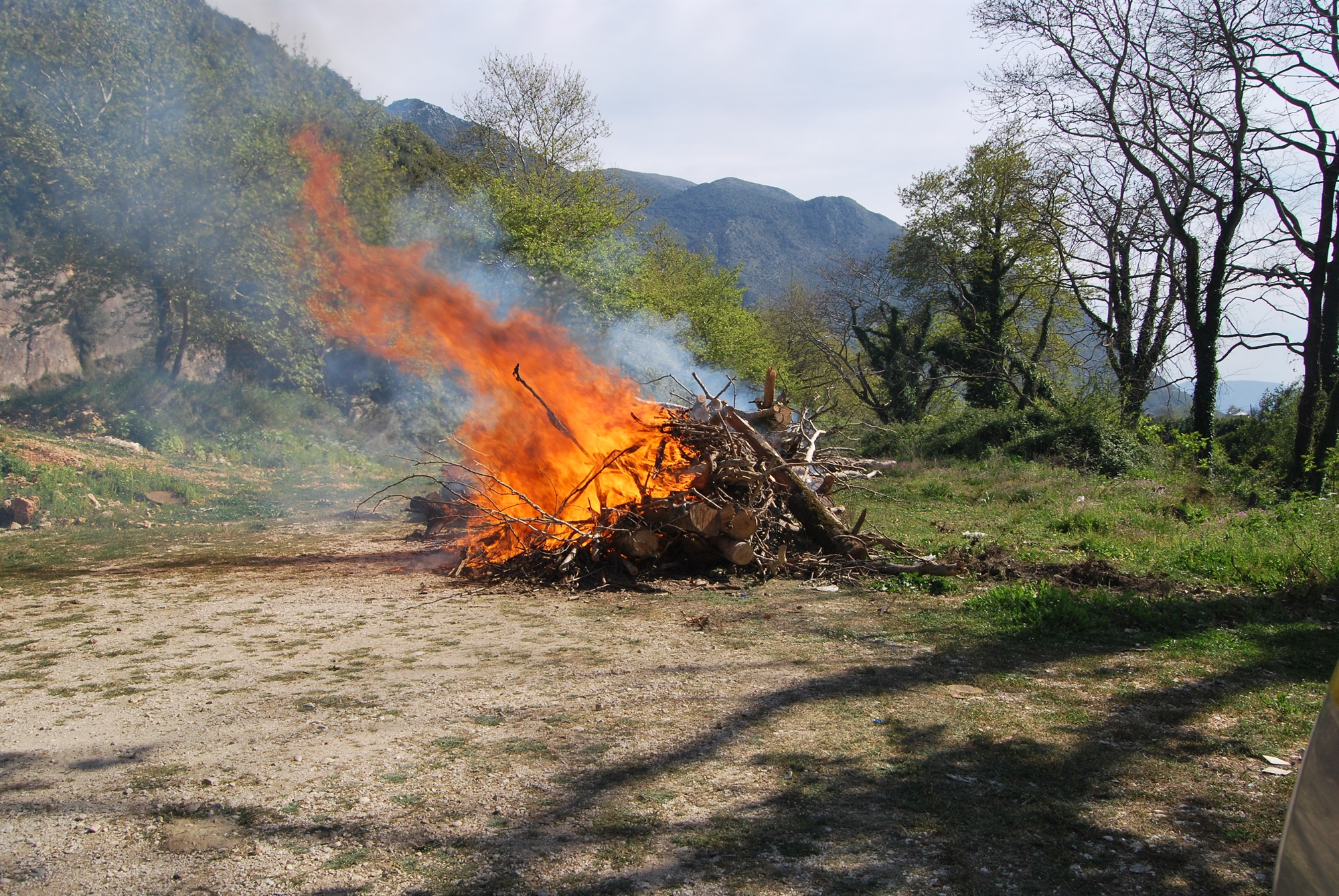 Κινδυνεύουν τα ελληνικά πλατάνια-4
