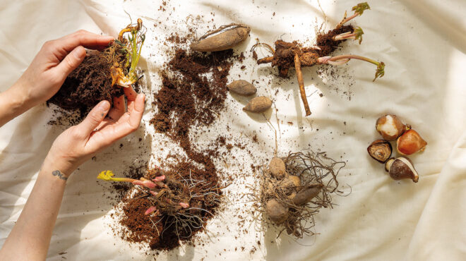 πώς-οι-βολβοί-θα-μεταμορφωθούν-σε-πανέ-562921291