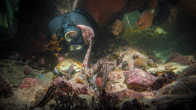 είναι-το-χταπόδι-κατοικίδιο-562921345