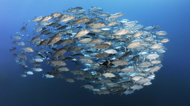 πέτρος-κουμουτσάκος-πώς-ο-αλγόριθμος-562913806