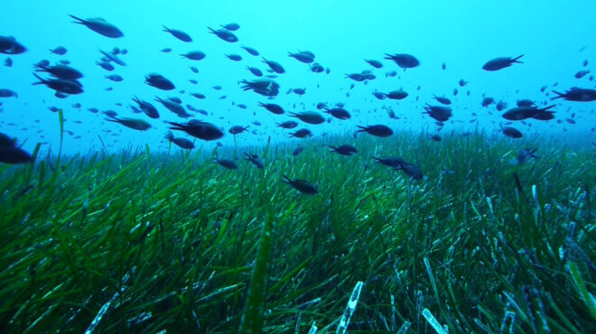 στον-πυθμένα-των-ωκεανών-11-εκατ-τόνοι-π-562934305