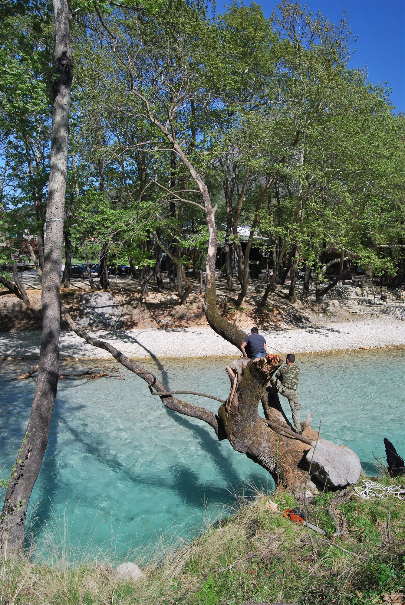 Κινδυνεύουν τα ελληνικά πλατάνια-3