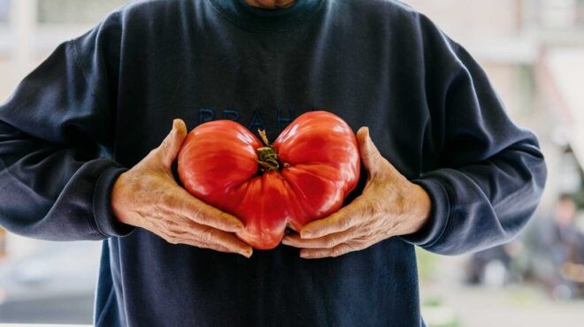 λούπινα-ή-ντομάτες-καρδιά-του-βοδιού-σ-562958074