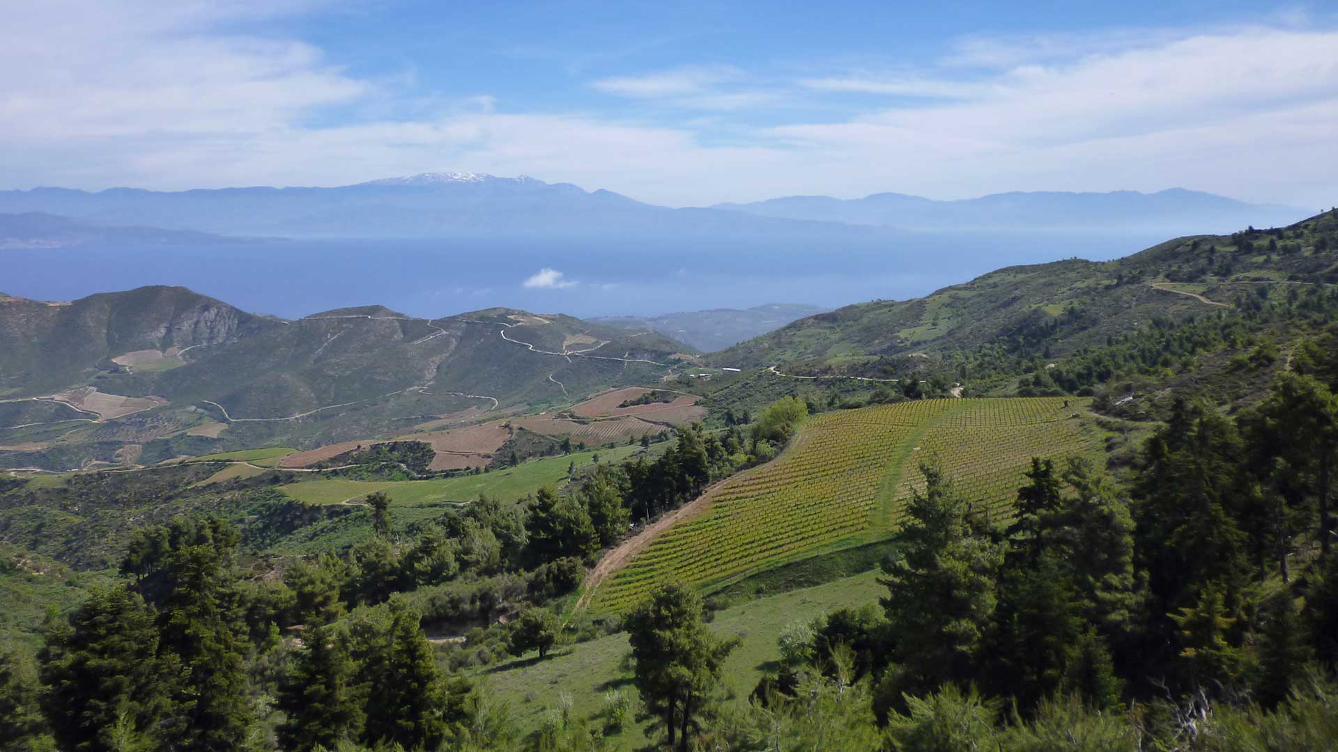 13 Ελληνίδες οινοποιοί μέσα από τα κρασιά τους: Οι ετικέτες που αξίζει να δοκιμάσετε-9