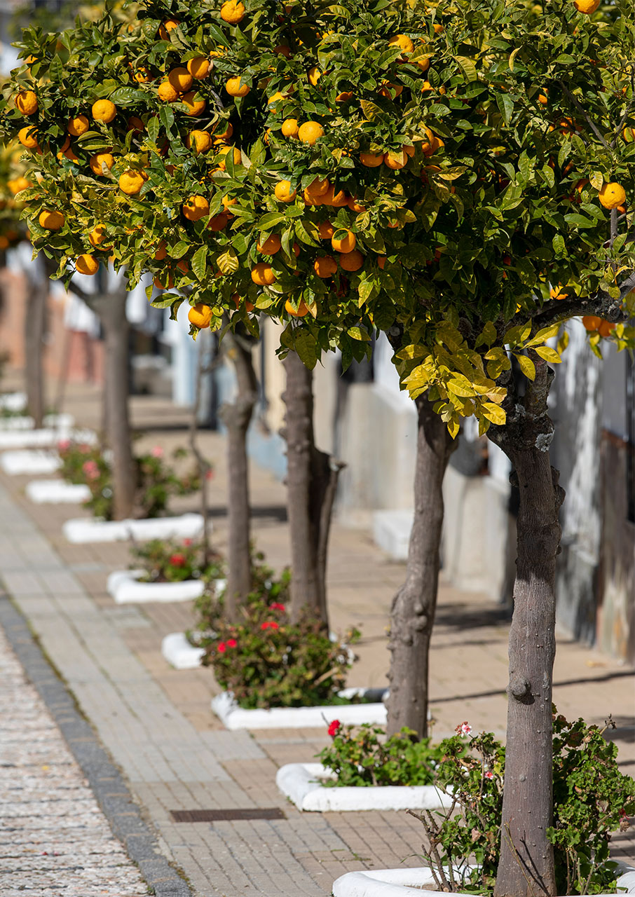 μαραθώνιος-για-να-αναπνεύσει-η-αθήνα-562953448