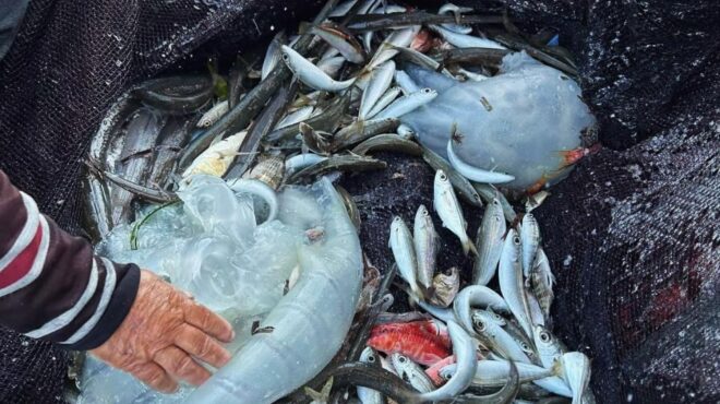 η-μέδουσα-νομάς-ταράζει-τις-ελληνικ-562954825