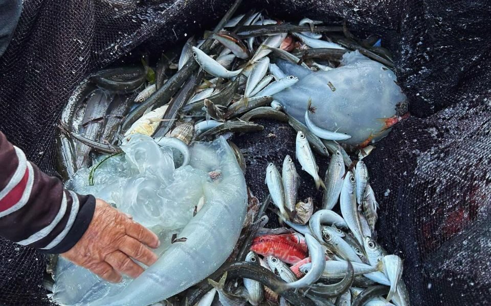 η-μέδουσα-νομάς-ταράζει-τις-ελληνικ-562954825