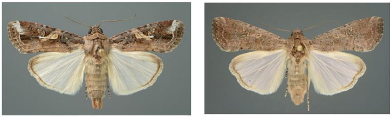 Συναγερμός για «πεταλούδα» που καταστρέφει καλλιέργειες-2