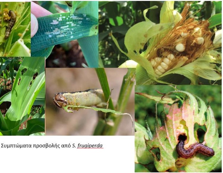 Συναγερμός για «πεταλούδα» που καταστρέφει καλλιέργειες-3