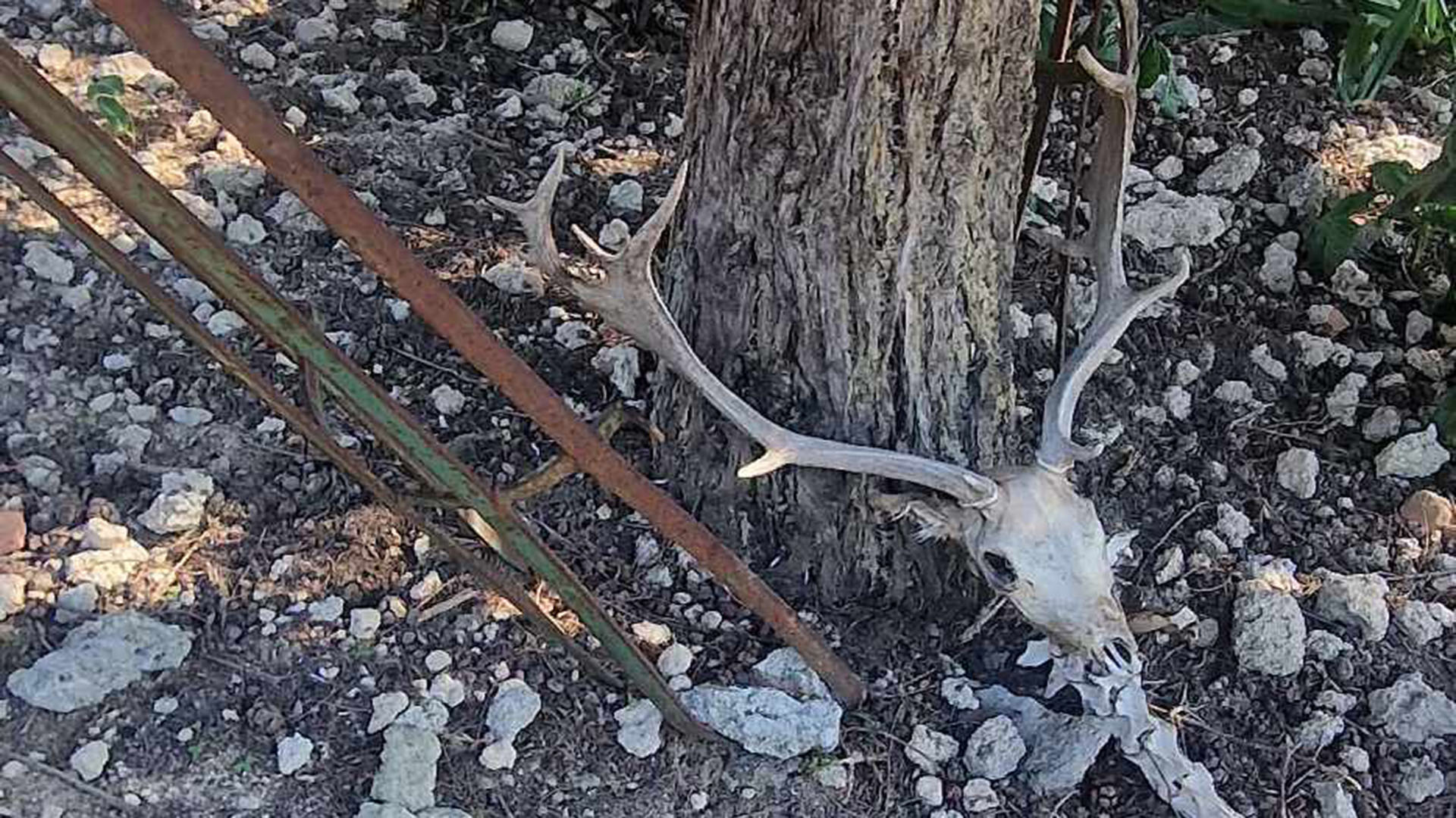 Νεκρά πλατώνια στη Ρόδο: Ενα φρικτό γεγονός ζητά απαντήσεις-3