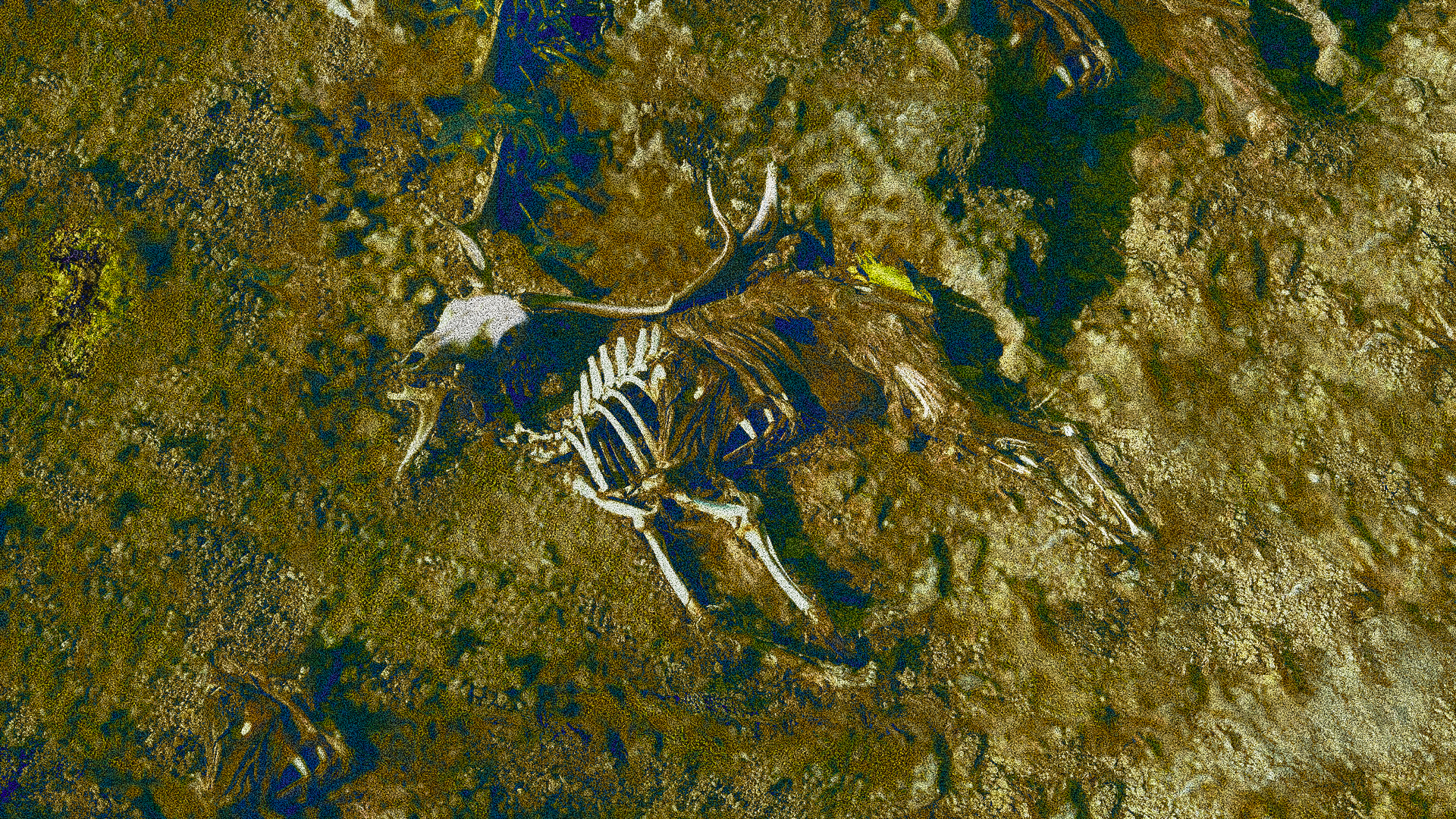 νεκρά-πλατώνια-στη-ρόδο-ενα-φρικτό-γεγ-562949629