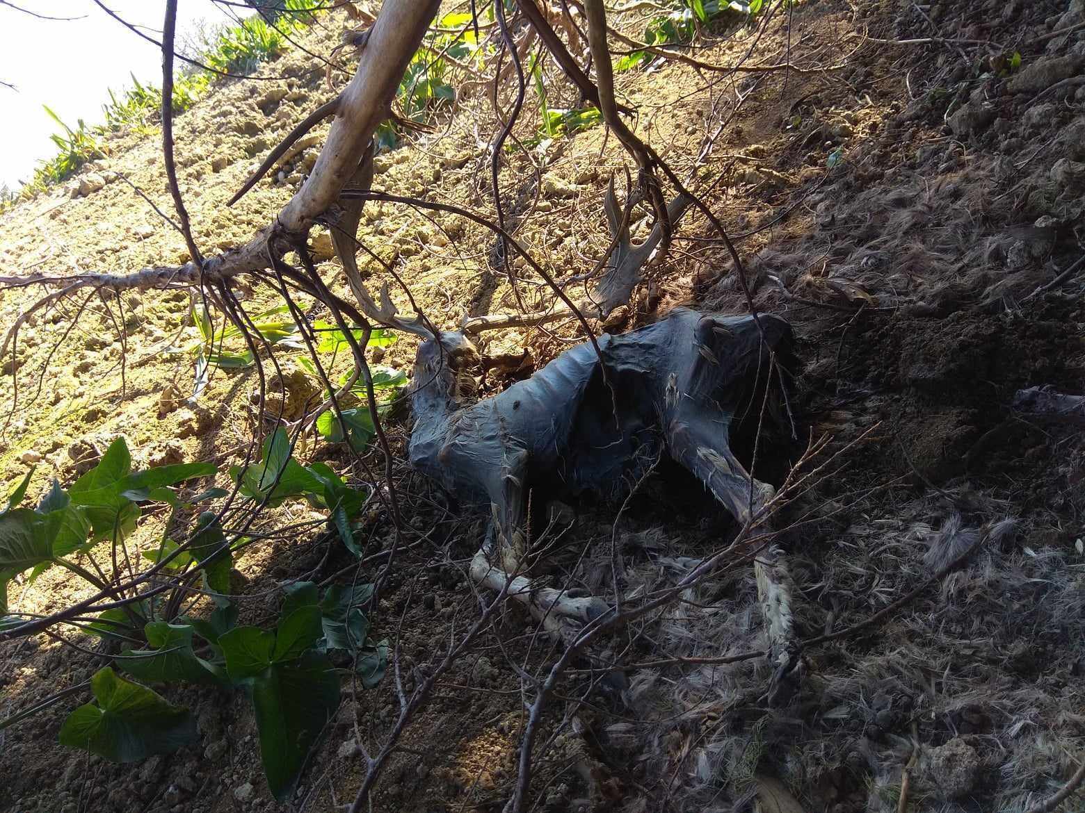 Νεκρά πλατώνια στη Ρόδο: Ενα φρικτό γεγονός ζητά απαντήσεις-1