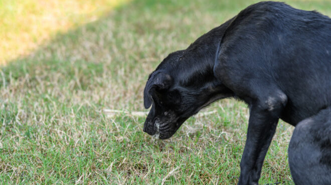 φόλες-και-πάλι-στη-βλαχοκερασιά-αρκαδ-562938421