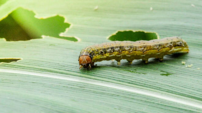συναγερμός-για-πεταλούδα-που-κατασ-562955914