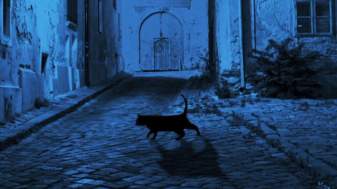 ιαπωνία-η-γάτα-που-πρέπει-να-αποφεύγου-562933273