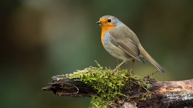 κύπρος-435-000-πουλιά-θανατώθηκαν-από-το-ορ-562919344