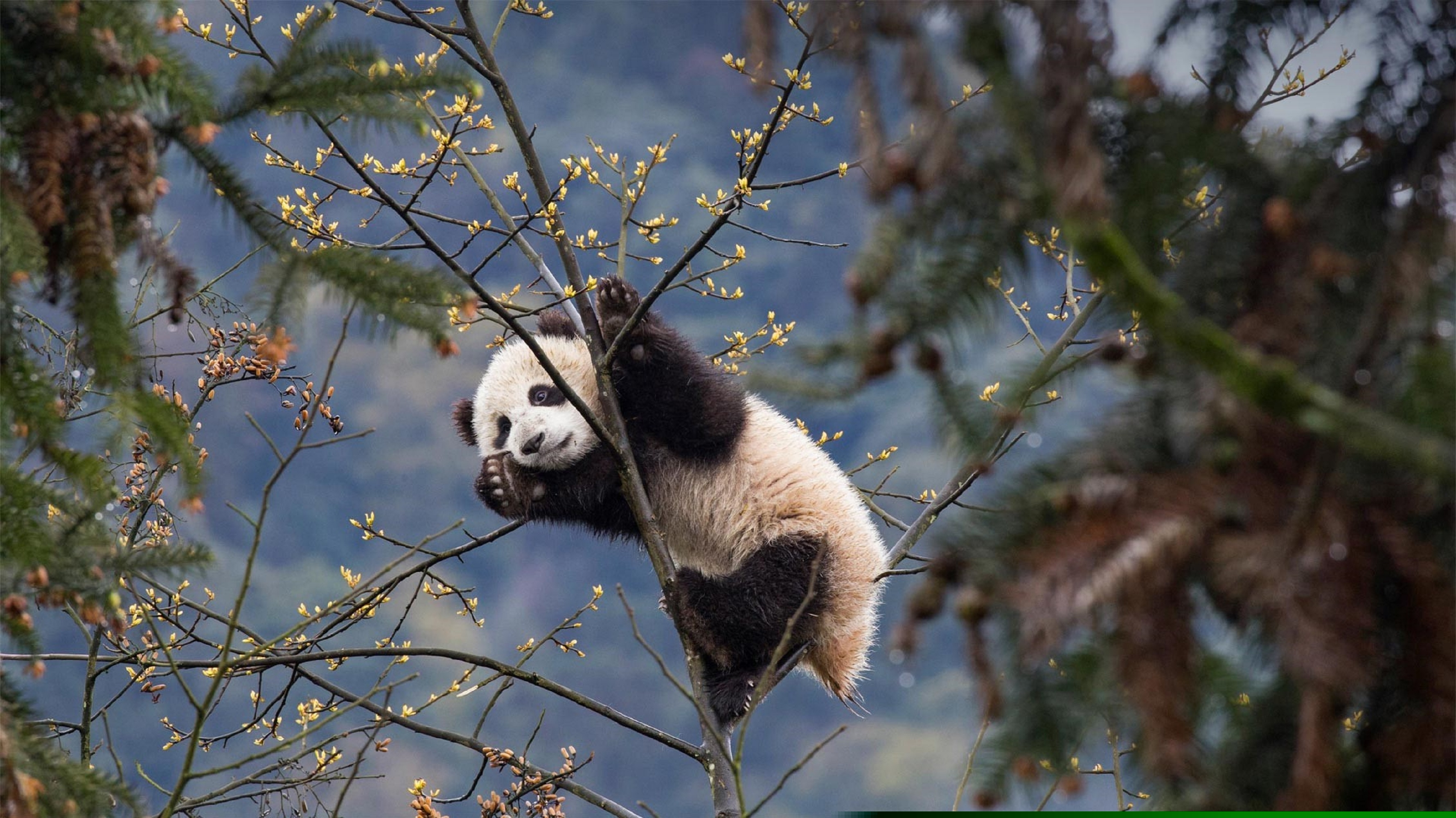 Γιατί κάποια πάντα δεν είναι ασπρόμαυρα; Οι επιστήμονες έλυσαν το μυστήριο-1