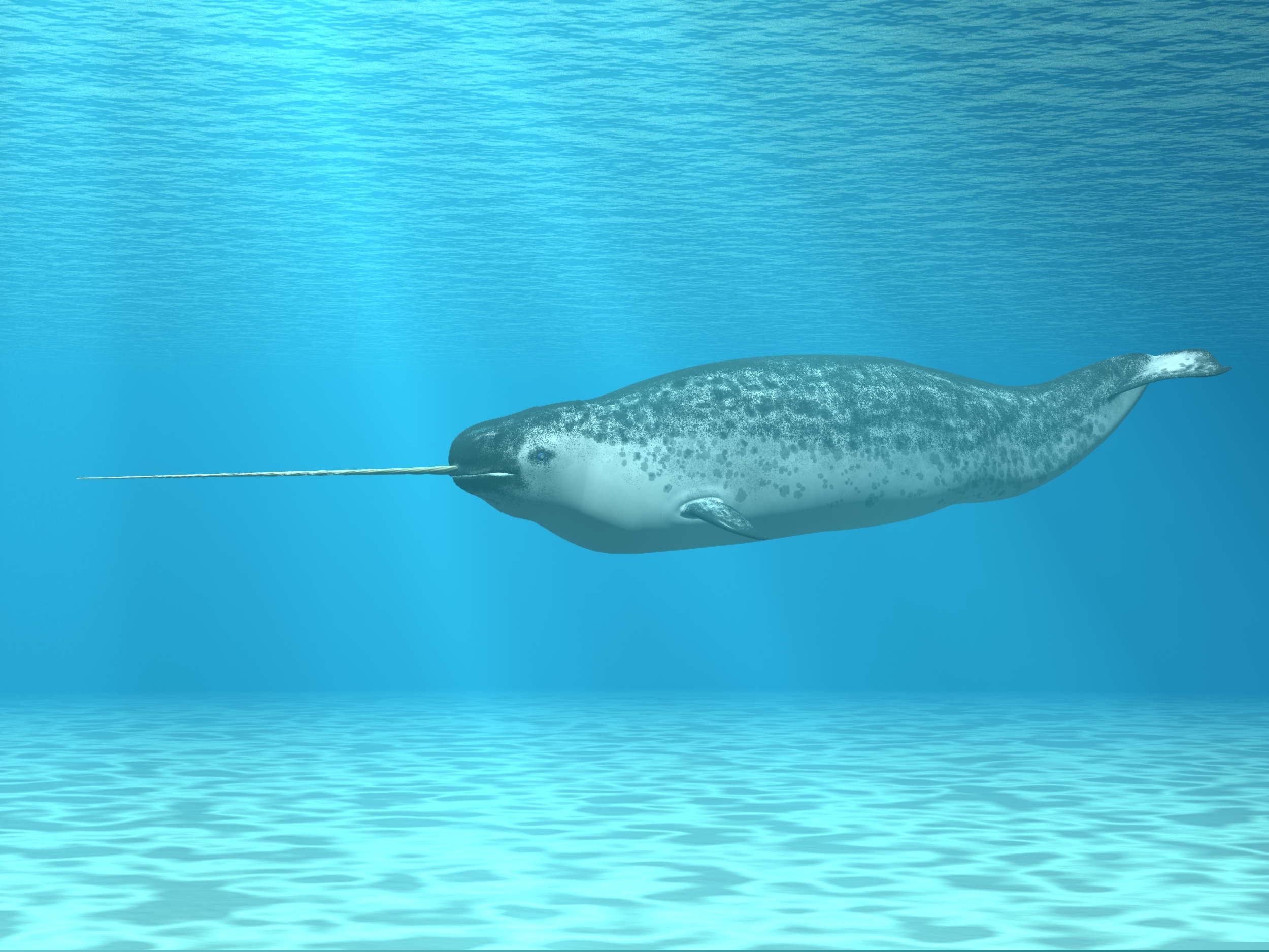 Γιατί έχουν εμμηνόπαυση κάποιες φάλαινες; Επιστήμονες υποστηρίζουν πως έλυσαν το μυστήριο-1