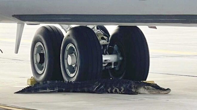 φλόριντα-αλιγάτορας-ξαποσταίνει-στι-562996522