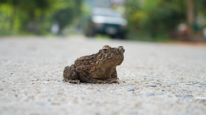 αγία-πετρούπολη-εκατοντάδες-εθελοντ-562984930
