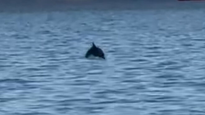 θεσσαλονίκη-δελφίνια-έκαναν-την-εμφά-562988665