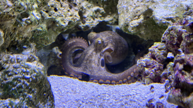 οικογένεια-πήρε-για-κατοικίδιο-ένα-χτ-562984696