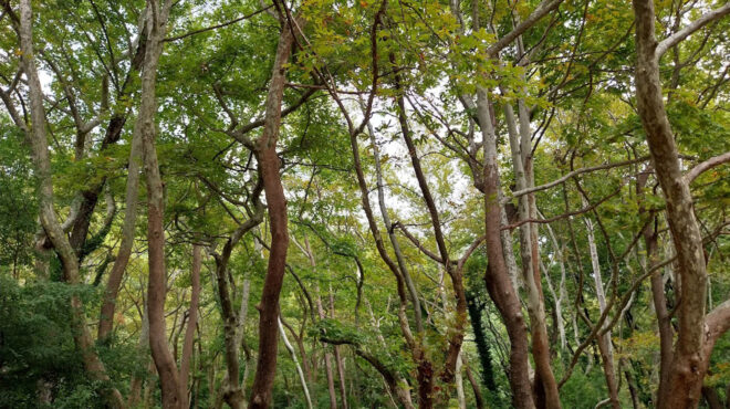 μύκητας-που-ξεραίνει-τα-πλατάνια-εξαπ-562964908