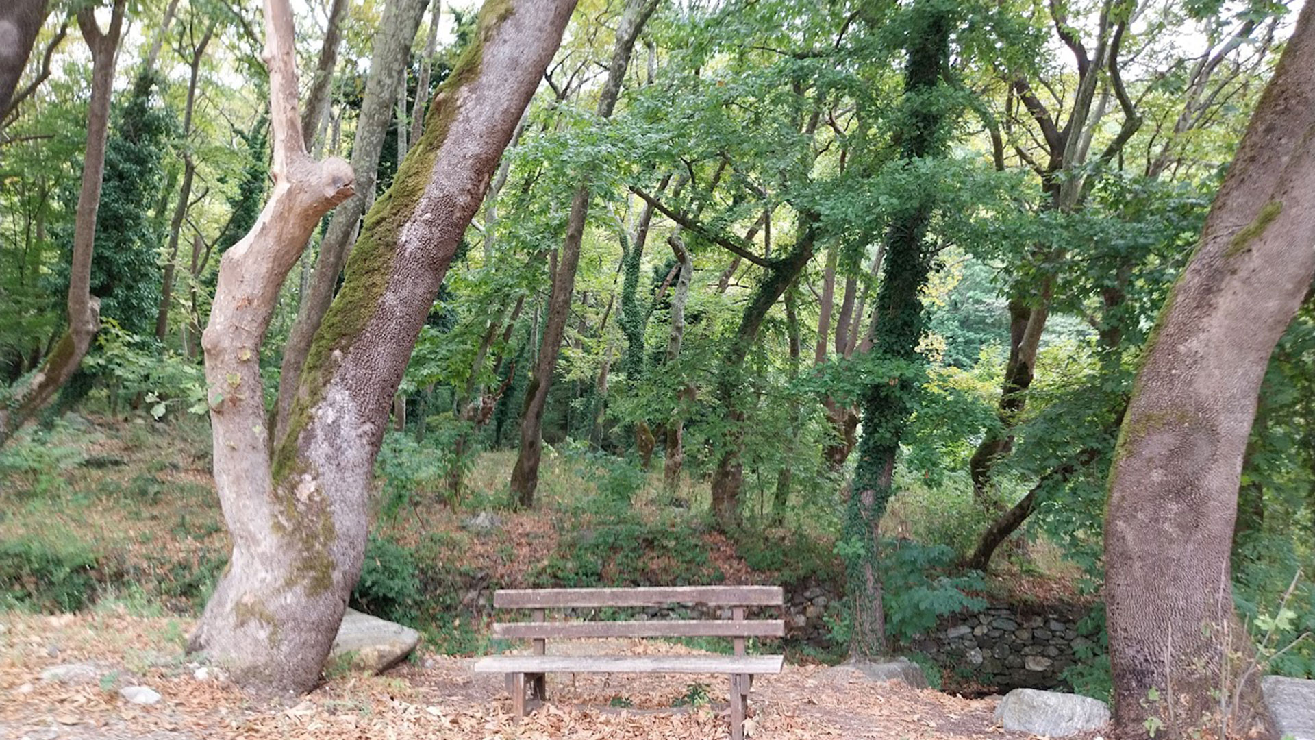 Μύκητας που ξεραίνει τα πλατάνια εξαπλώνεται στη Μακεδονία-1