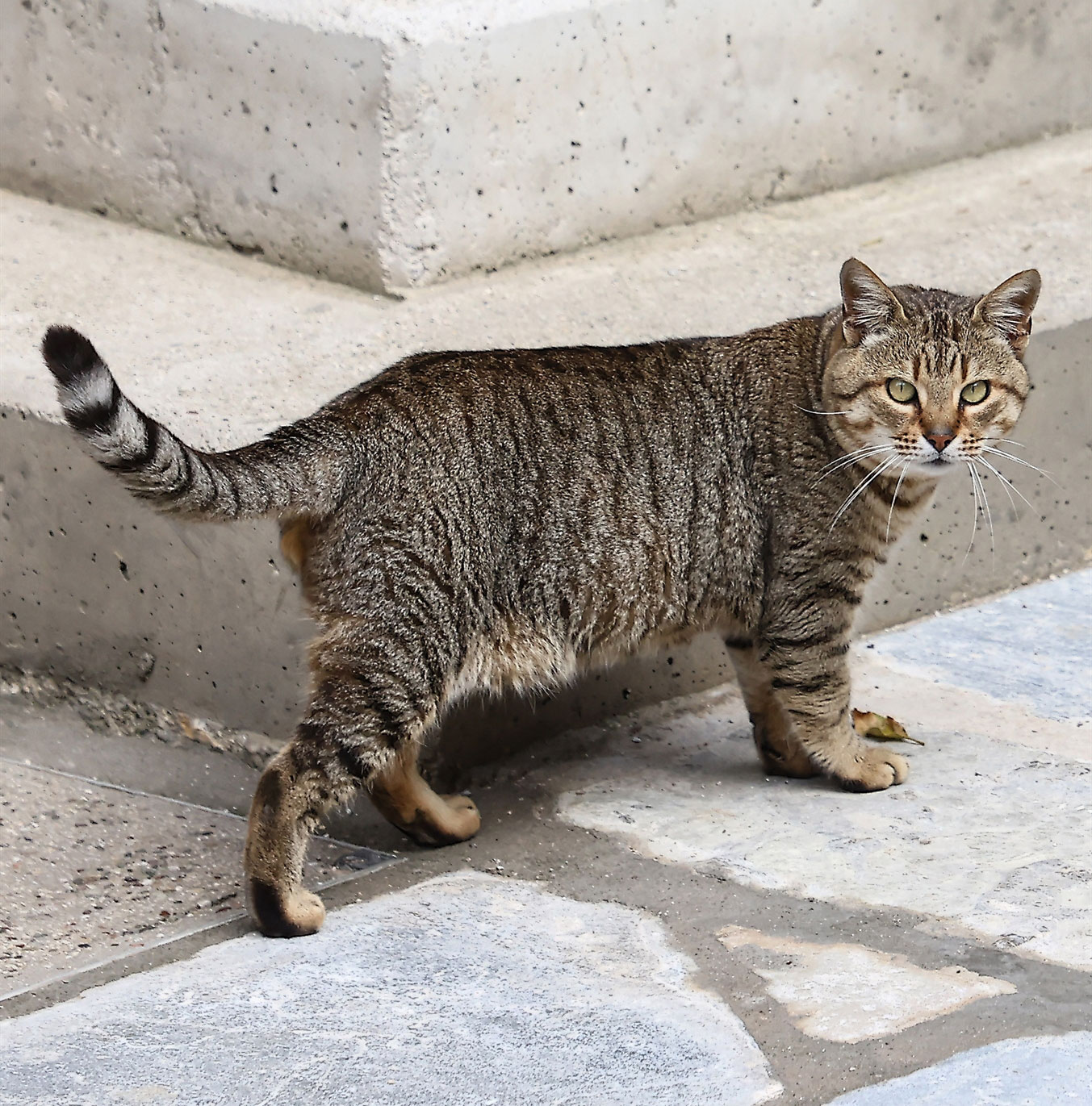 Ταξίδι στον χρόνο μια επίσκεψη στο αποκατεστημένο Μπούρτζι στο Ναύπλιο-3