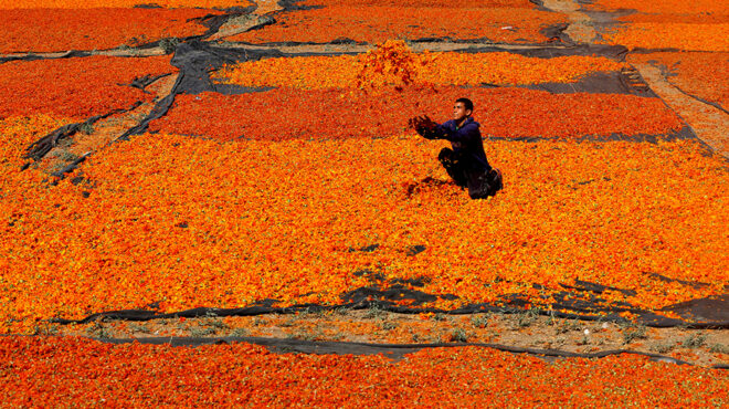 η-ώρα-της-συγκομιδής-562965355