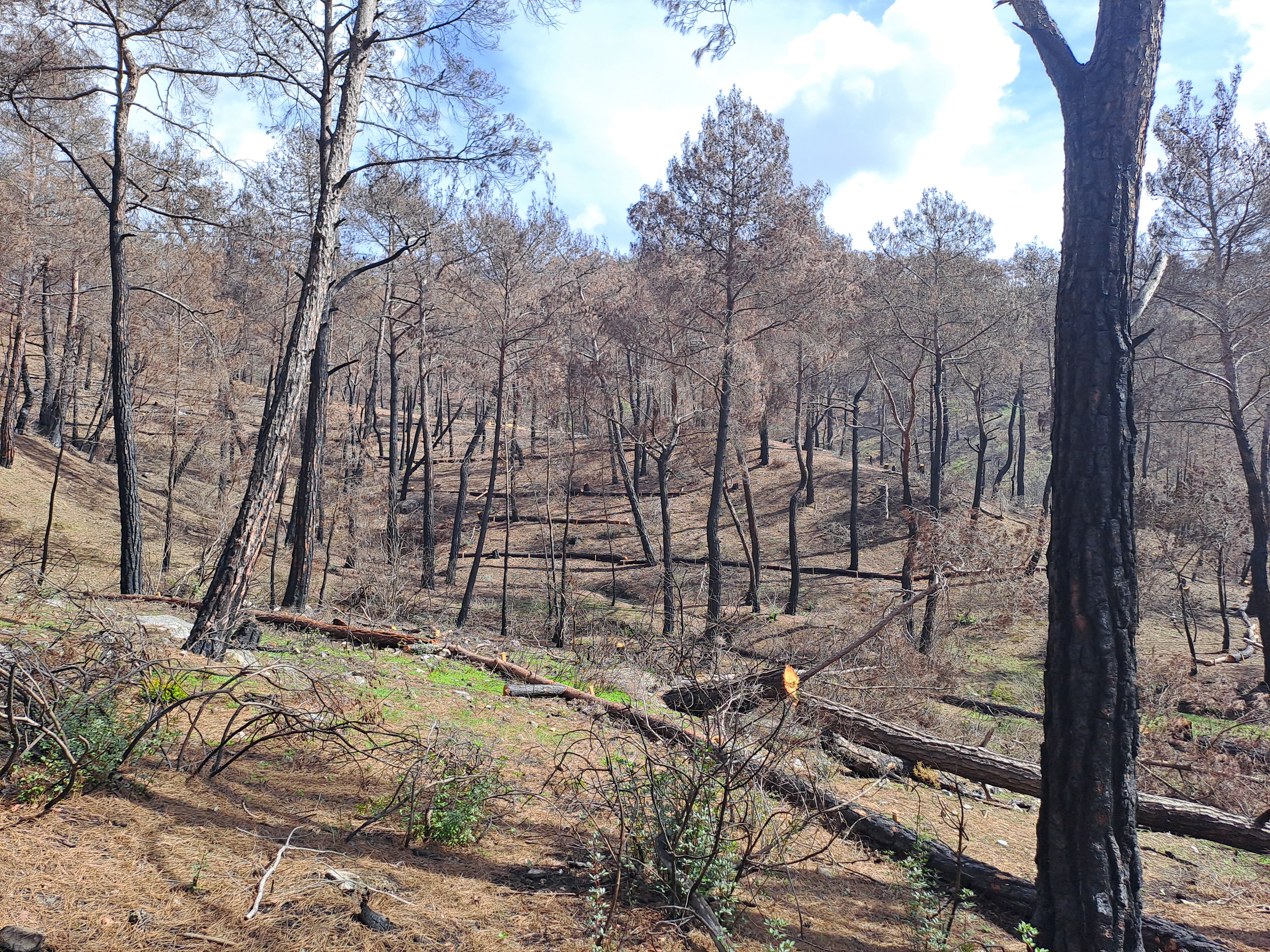 Η πρώτη σεζόν μετά την καταστροφική πυρκαγιά – Το διπλό στοίχημα της Ρόδου-6