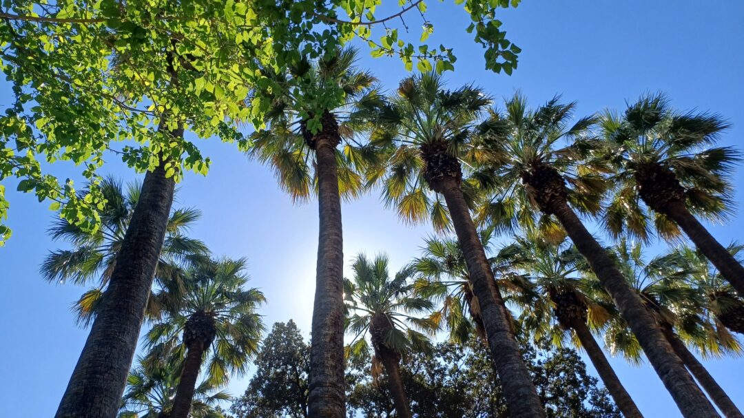 οι-ρίζες-του-εθνικού-κήπου-562996612