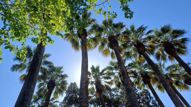 οι-ρίζες-του-εθνικού-κήπου-562996612