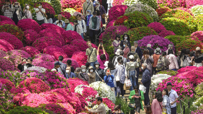 και-πάλι-άνθη-στην-ιαπωνία-562989448
