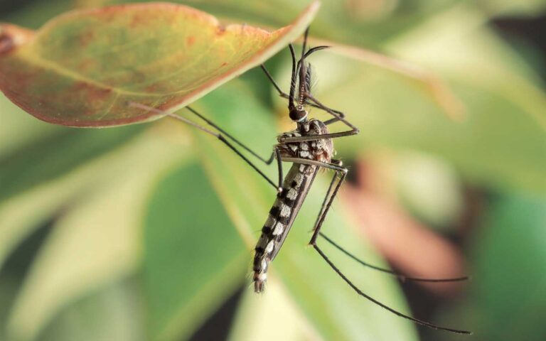 Τα κουνούπια απειλούν την Ευρώπη