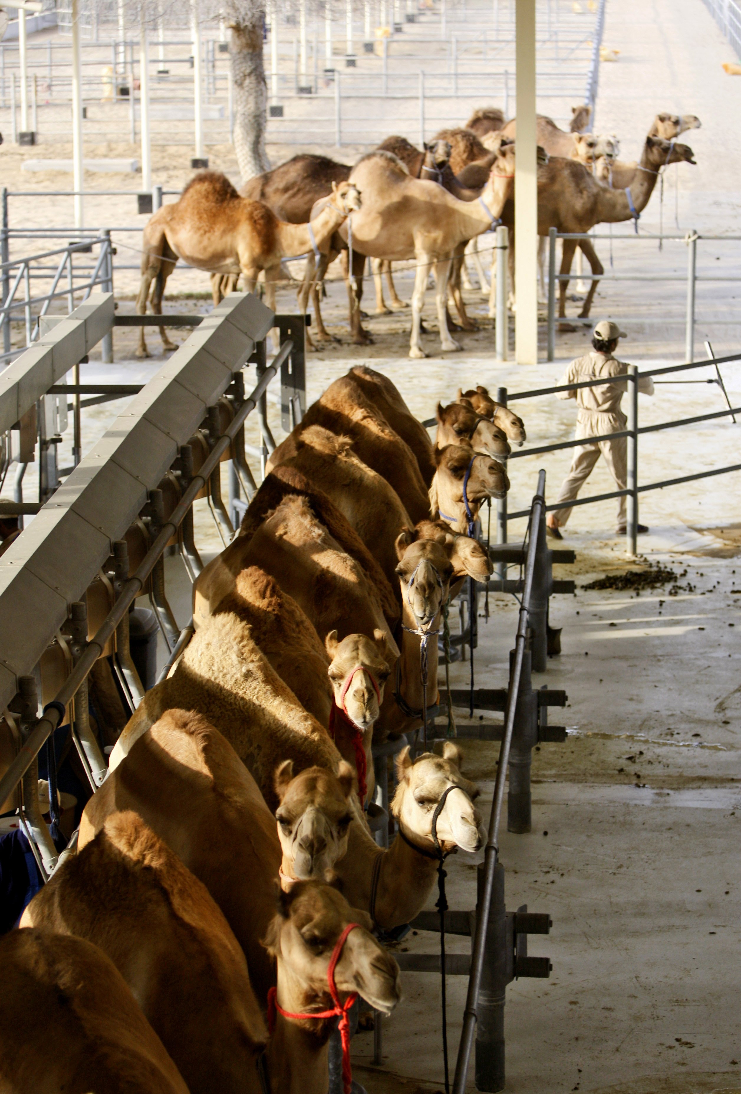 Η καμήλα είναι η νέα… αγελάδα σε καιρούς κλιματικής κρίσης-3
