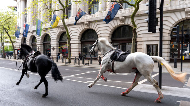 αλογα-ξέφυγαν-στο-κέντρο-του-λονδίνου-562996939