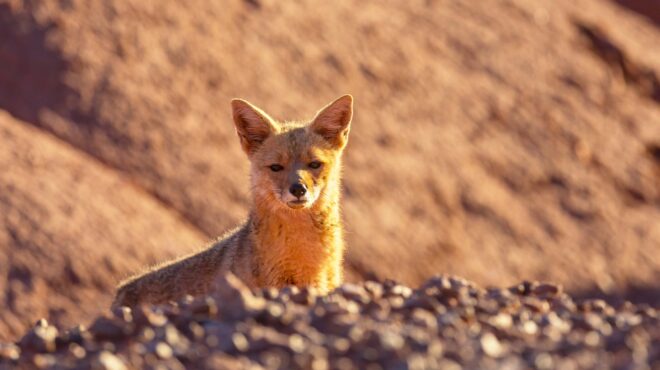 ηταν-η-αλεπού-ο-σκύλος-των-αρχαίων-αν-562974316
