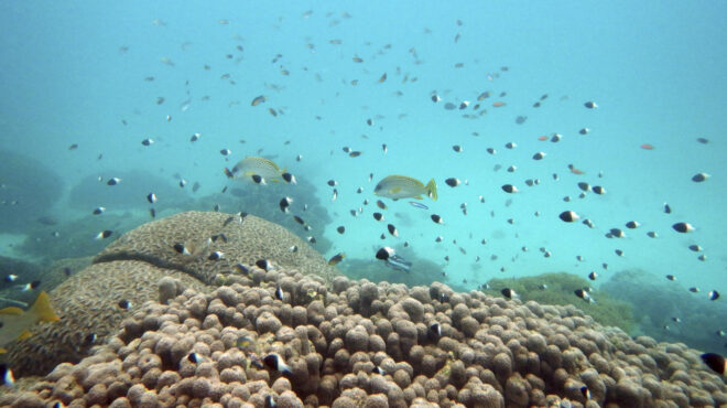 αυστραλία-το-μεγάλο-κοραλλιογενές-φρ-562984897