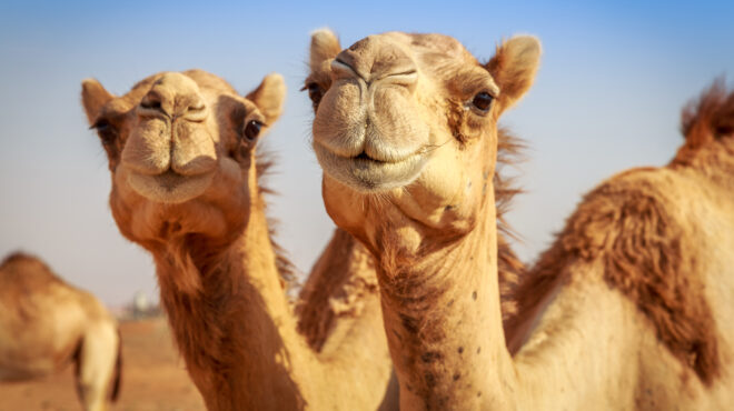 η-καμήλα-είναι-η-νέα-αγελάδα-σε-καιρο-562972288