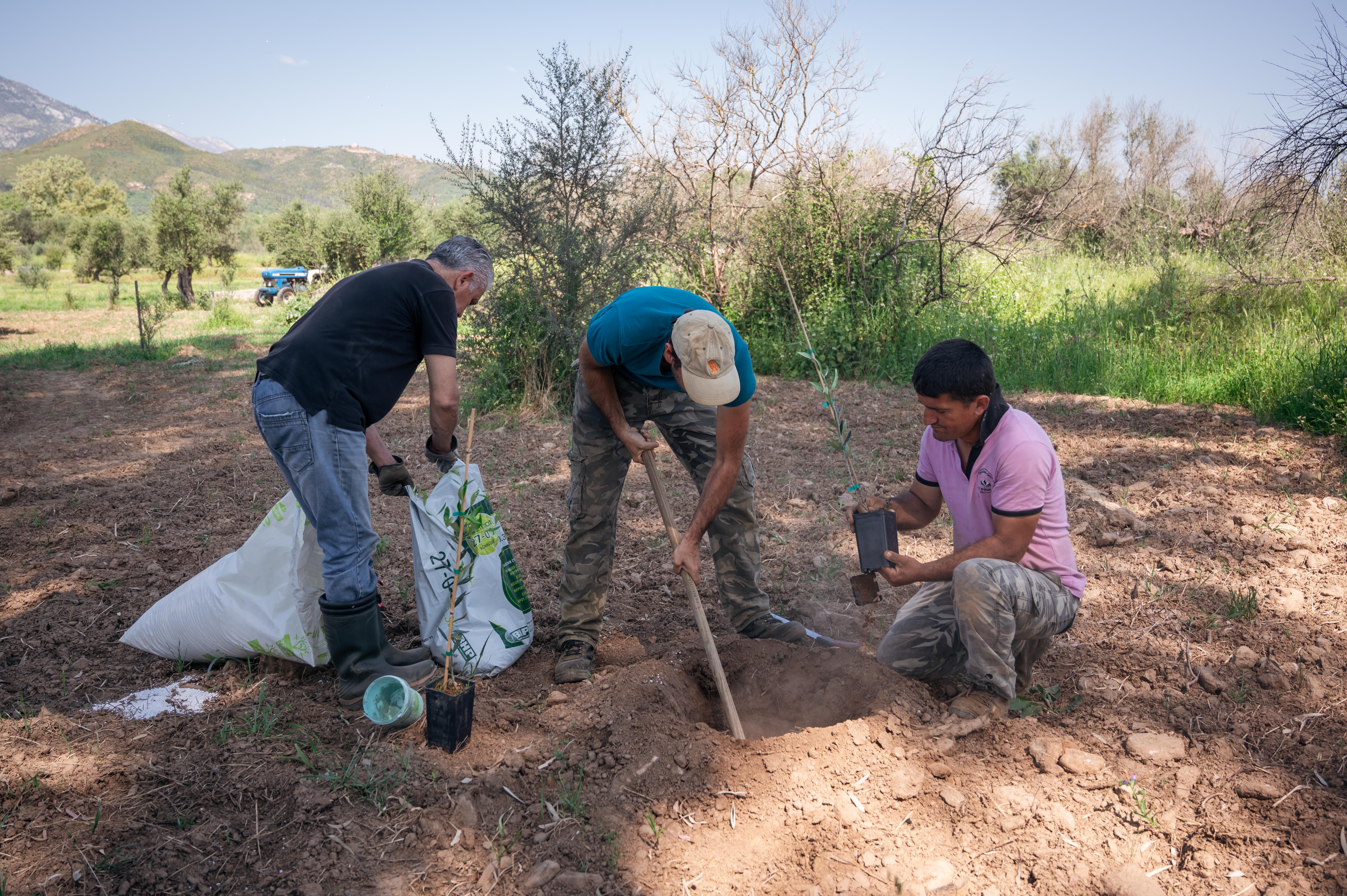 Παγκόσμια Ημέρα Γης: Φύτευση 2.000 καρποφόρων σε βόρεια Εύβοια και Μάνη από το φυσικό μεταλλικό νερό Βίκος-1