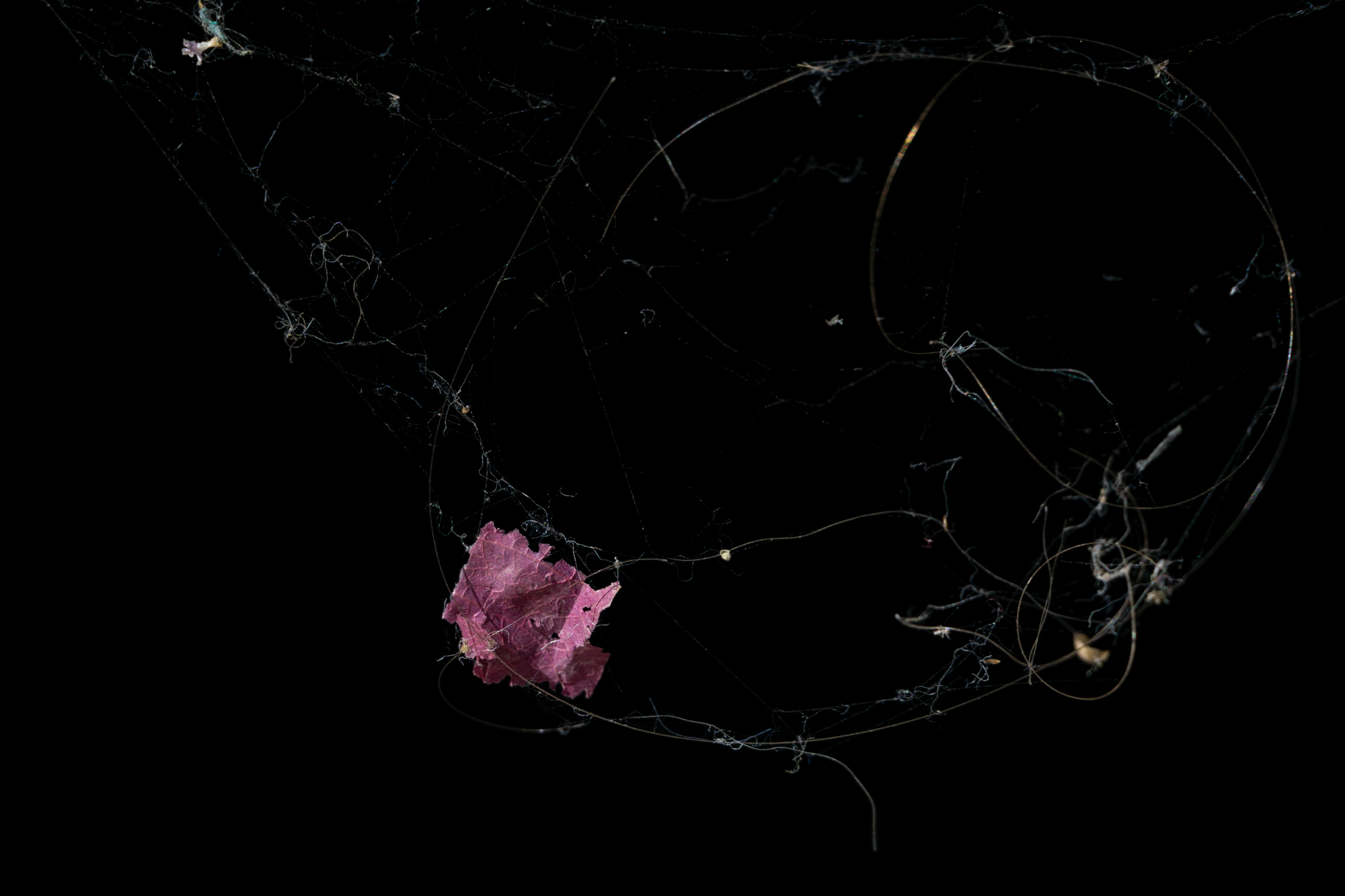 Εύα Μπέρλερ: H Ελληνίδα που μεγαλουργεί με τον μικρόκοσμό της-1