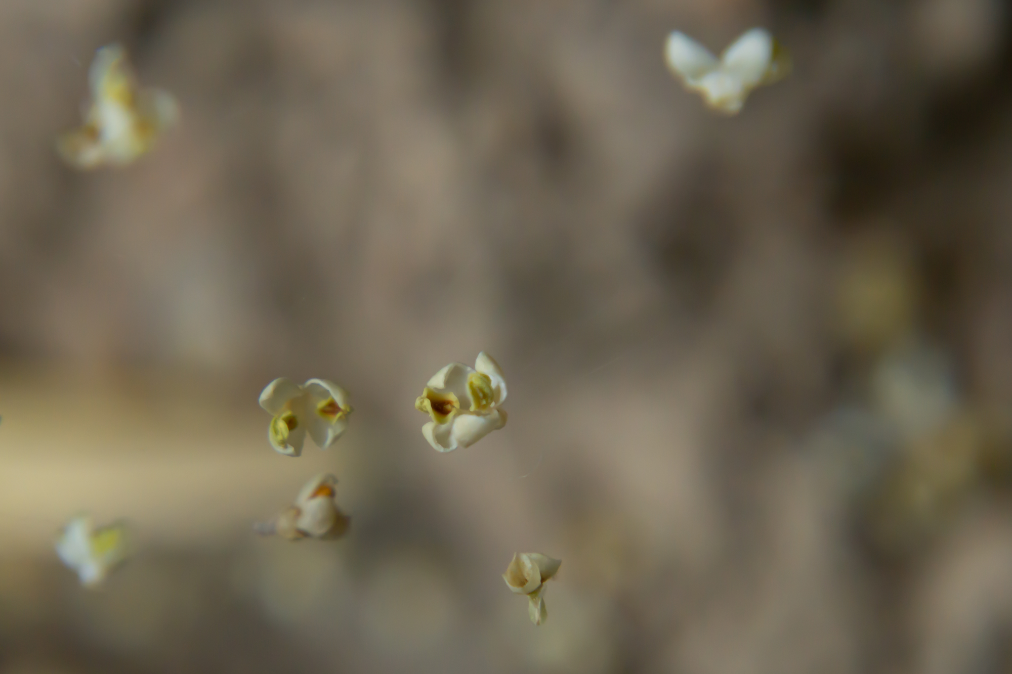 Εύα Μπέρλερ: H Ελληνίδα που μεγαλουργεί με τον μικρόκοσμό της-4