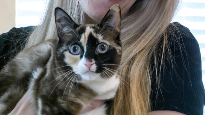 γάτα-μπήκε-σε-κουτί-της-amazon-και-εστάλη-πα-563004175