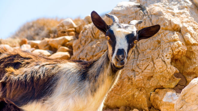 ιταλία-give-away-κατσίκας-από-δήμαρχο-νησιο-562964428
